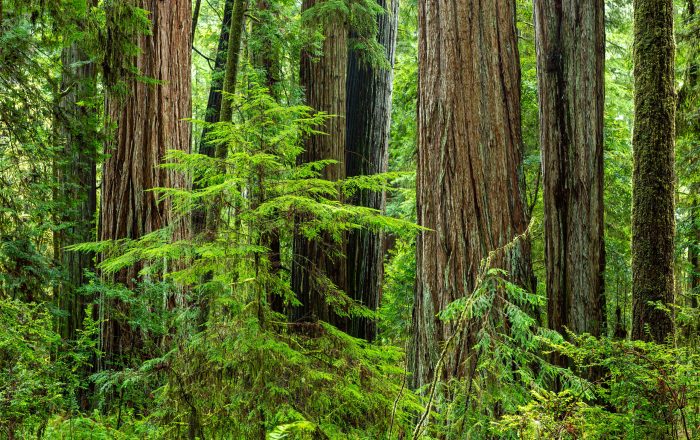 Redwood trees are our neighbors